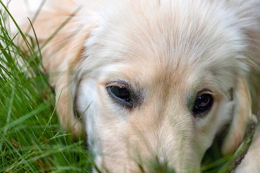 Closeup portrait of twelve weeks old Golden Retriever puppy in the garden, background with copy space, full frame horizontal composition