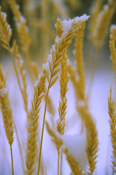 istock Show on grass in a winter meadow 146057880