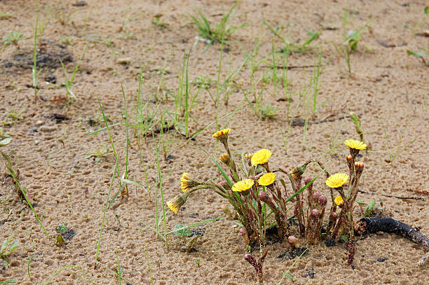istock yellow flowers in the sand after rain 146057916