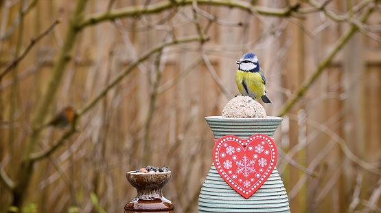 Eurasian blue tit (Cyanistes caeruleus) perched on suet fat ball, valentine decorated vase with red heart, nature background