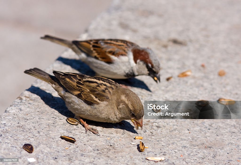 Zwei Sperling eats Sonnenblumenkernen - Lizenzfrei Braun Stock-Foto