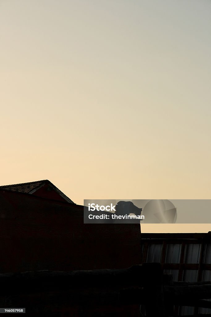 Cat at Dusk Silhouette of a cat on a barn roof at sunset. Above Stock Photo