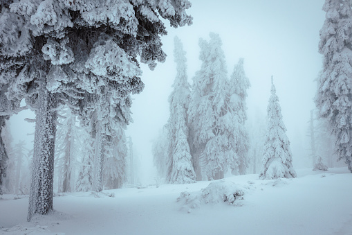 Winter forest in fog. Snow covered trees with frost mist. Cold weather in mountain