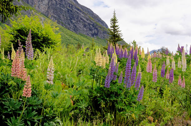 istock Landscape with green vegetation - Andalsnes - Norway 1460581114