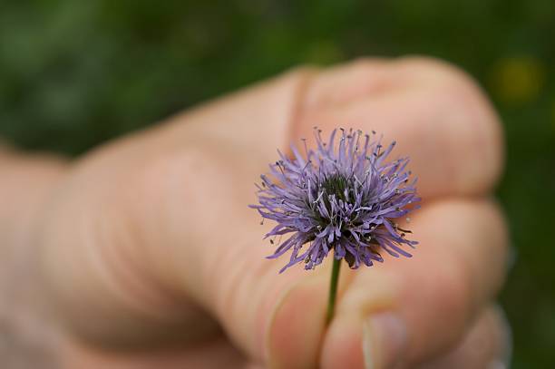 istock Female hand holding a purple flower 146058203