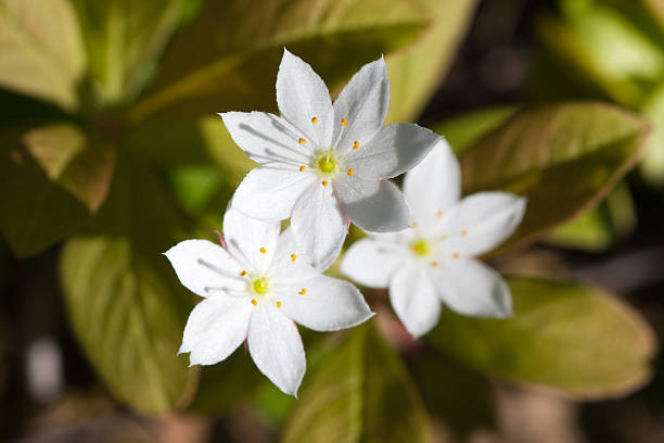istock Trientalis europaea 146058215