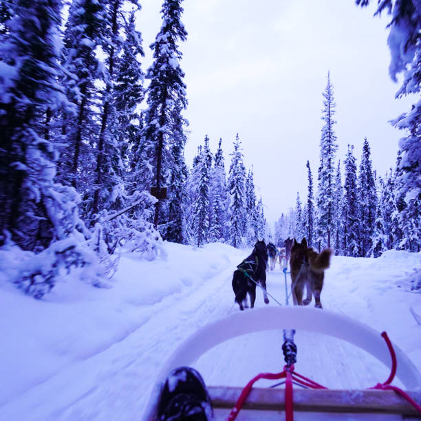 istock Sledding in Alaskan forests 1460583126