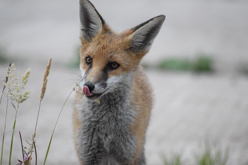 A young fox eating the tops of long grass stems.