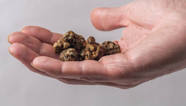 Magic truffles mushrooms full of psilocybin in red hand with light background stock photo
