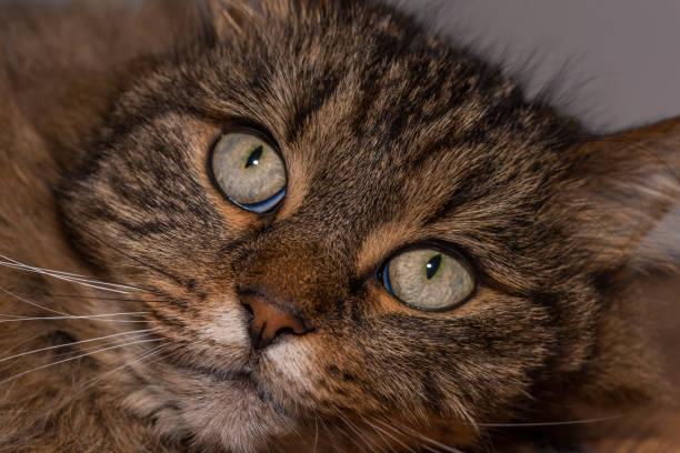 istock Tabby brown cat portrait in grey white room 1460583844