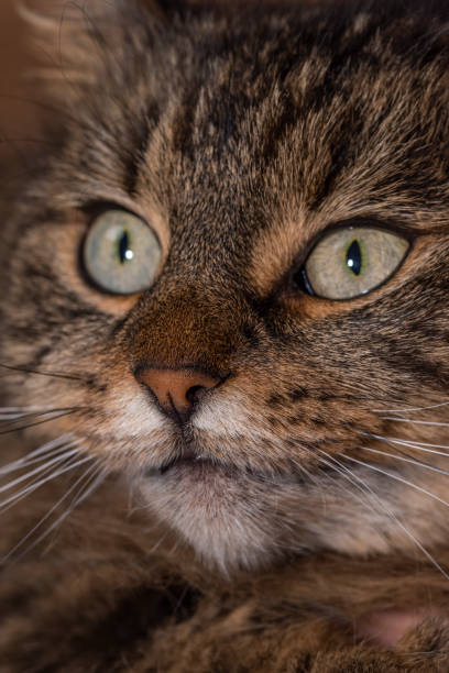 istock Tabby brown cat portrait in grey white room 1460583879