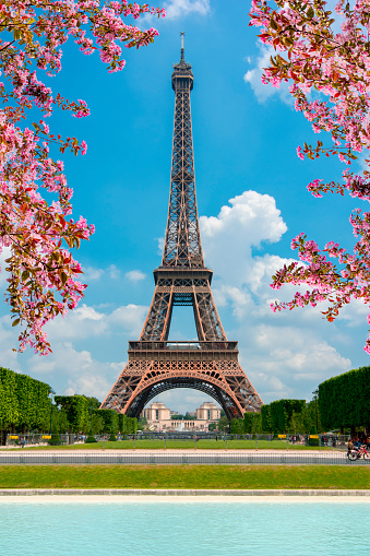 Eifel Tower with tree