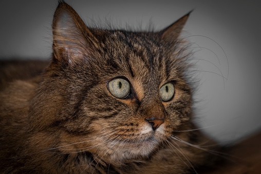 Tabby brown cat portrait in grey white dark room