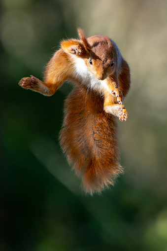 Red squirrel in mid air during a jump. The gap is around 1.5 metres and this squirrel is adjusting ready to land.