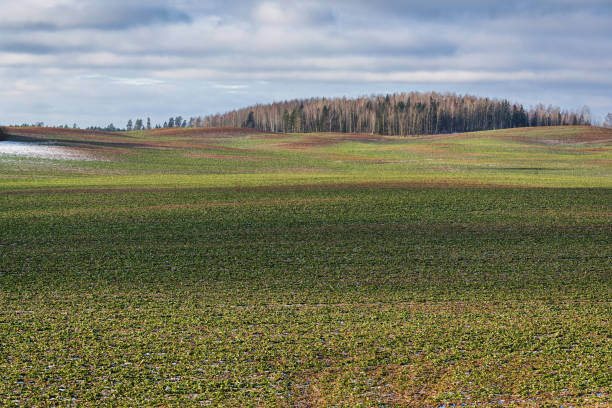 Panoramic view to early spring landscape in sunny day with a field of green winter wheat seedlings stock photo