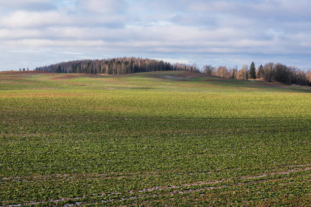 panoramic view to early spring landscape in sunny day with a field of green winter wheat seedlings - winter farm vibrant color shadow imagens e fotografias de stock