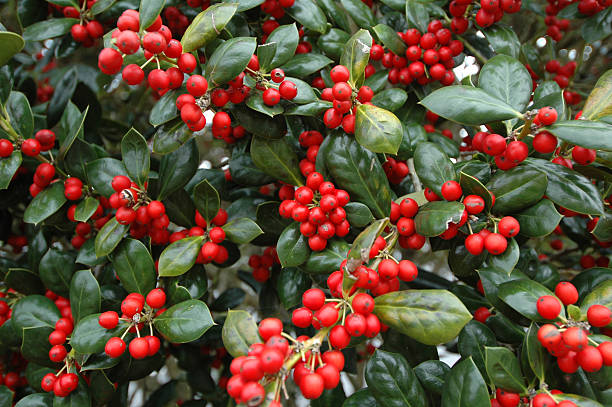 holly (ilex verticillata - winterberry holly стоковые фото и изображения