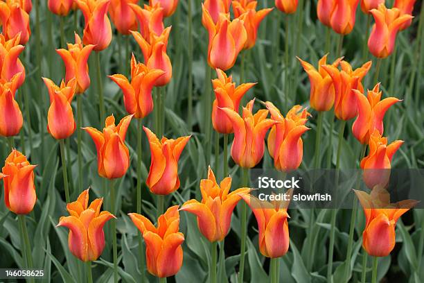 Tulips Stock Photo - Download Image Now - Agricultural Field, Backgrounds, Beauty