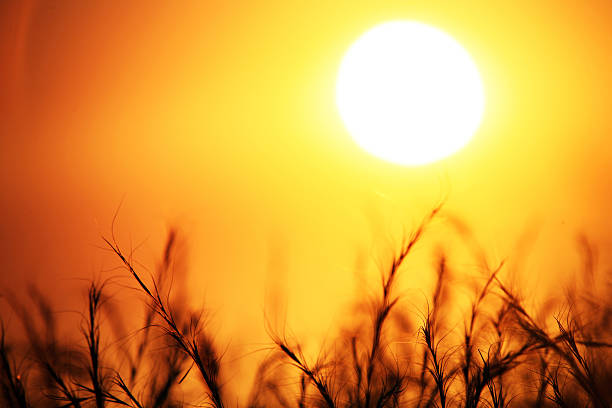 sunset golden sunset over wheat field endland stock pictures, royalty-free photos & images