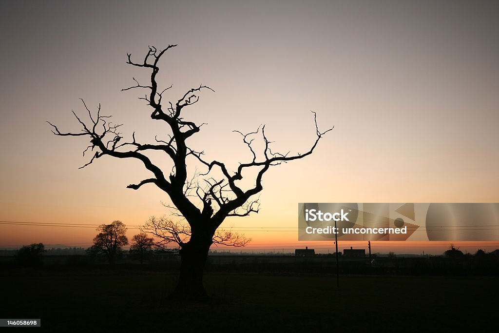 Dead Tree Silhouette of dead tree at sunset. Branch - Plant Part Stock Photo
