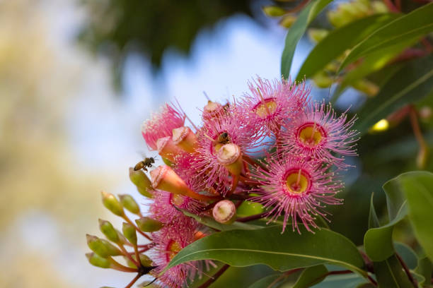 ピンクの花のガムの木の花を受粉させるミツバチ、コピー用スペースを持つ背景 - 無脊椎動物 ストックフォトと画像