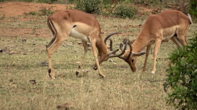 Impala couple in horn fight, Africa,2022