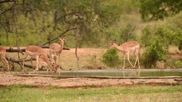 Impala drinks water from pond in savannah, Africa
