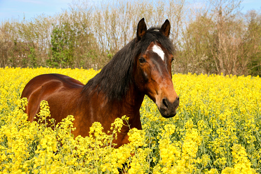 a beautiful brown quarter horse portrait in a yellow rape seed field on a sunny day