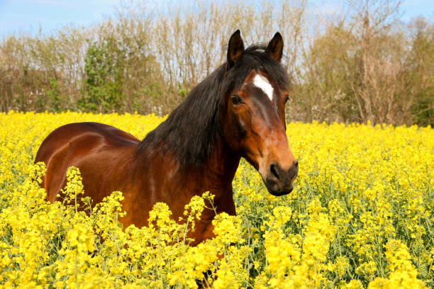 a beautiful brown quarter horse portrait in a yellow rape seed field on a sunny day stock photo