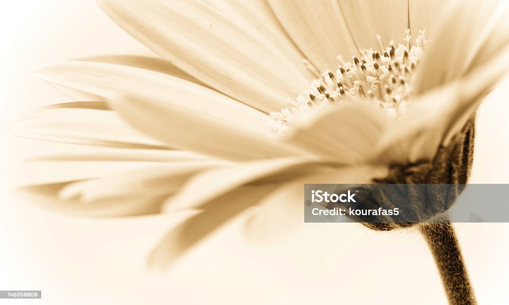 Sépia floral image - Photo de Beauté de la nature libre de droits