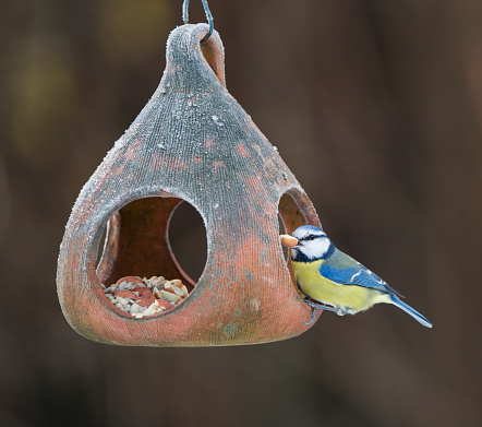 Blue tit feeding on a terracotta bird feeder covered in frost.