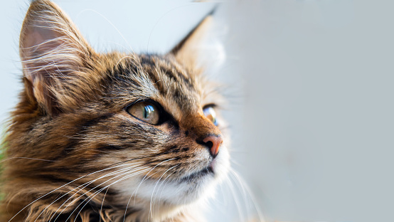 Close-up portrait of a gray striped domestic cat.Image for veterinary clinics, sites about cats, for cat food