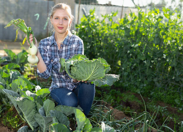 istock Woman harvesting cabbage 1460589629