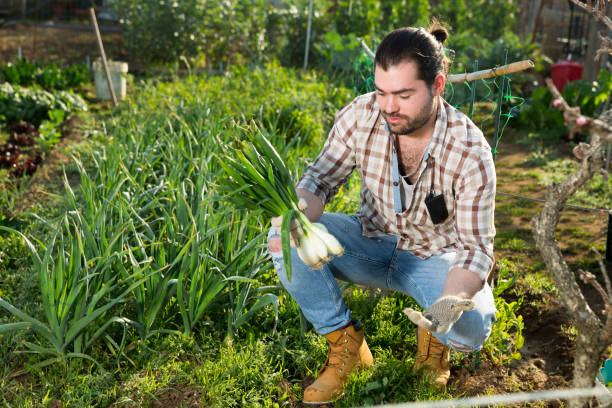 istock Gardener harvesting onions from the garden 1460589653