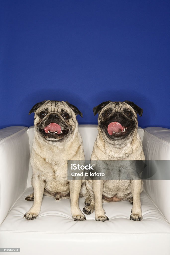 Sentado pugs. - Royalty-free Animal de Estimação Foto de stock