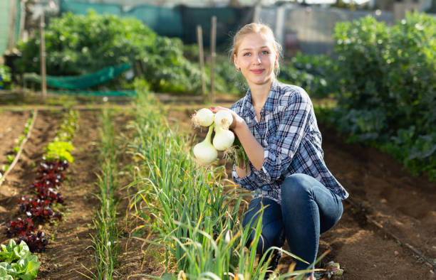 istock Woman harvesting green onion 1460590328