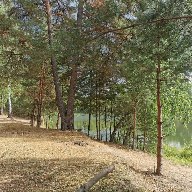 istock A beautiful footpath in natural forest 1460590799