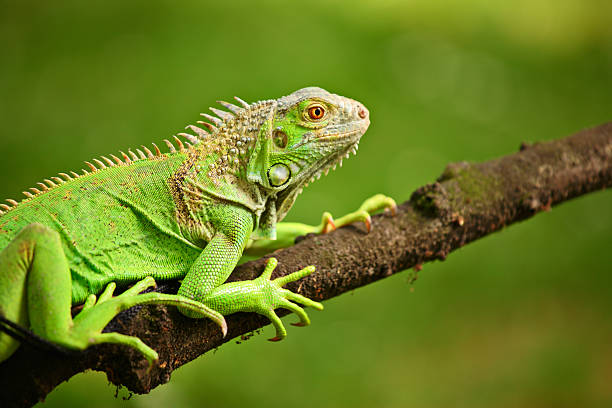 iguana - animal close up green lizard zdjęcia i obrazy z banku zdjęć