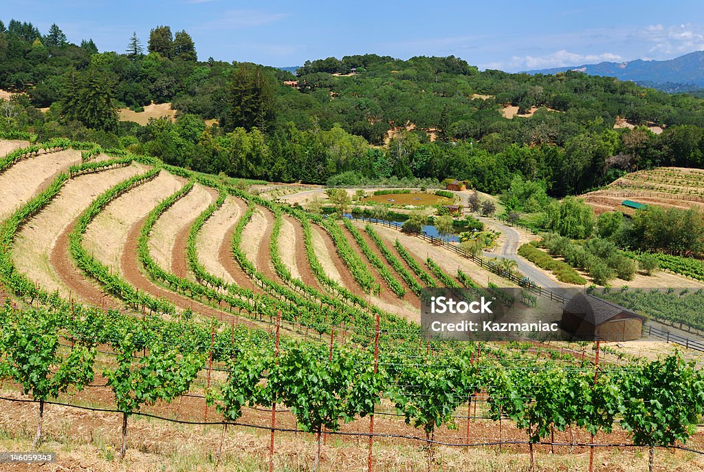 Sonoma Виноградник - Стоковые фото Биодинамическое сельское хозяйство роялти-фри