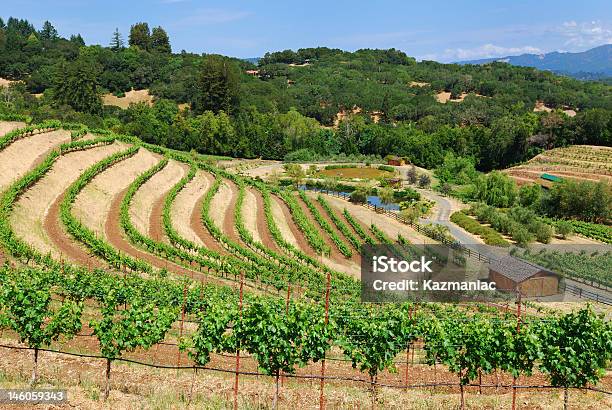 Sonoma Виноградник — стоковые фотографии и другие картинки Биодинамическое сельское хозяйство - Биодинамическое сельское хозяйство, Американская культура, Без людей