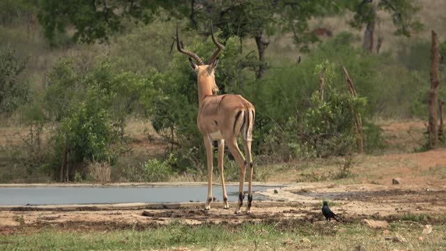 Impala drinks from pond,South Africa,2022