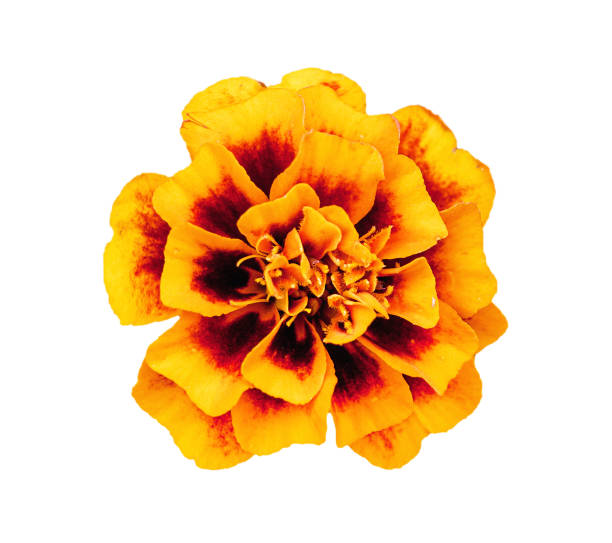 the French Marigold (Tagetes) garden flower isolated stock photo