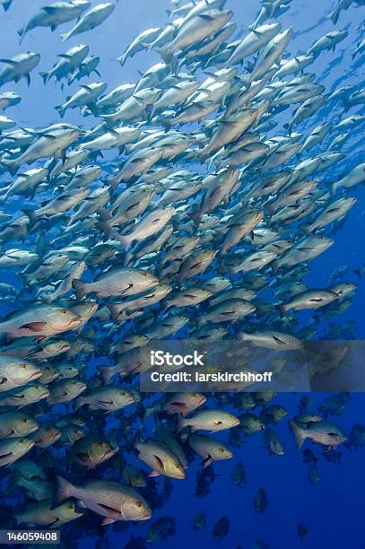 School Of Snapper Stock Photo - Download Image Now - Aquatic Sport, Blue, Exoticism