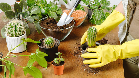 Woman gardener hands in yellow gloves plant cactus into new flowerpot with fertile soil on wooden table. Indoor planting and gardening concept. DIY home garden with flowers, plants and succulents