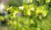 Vitis vinifera spring leaves on grapevine twig on blurred sunny nature