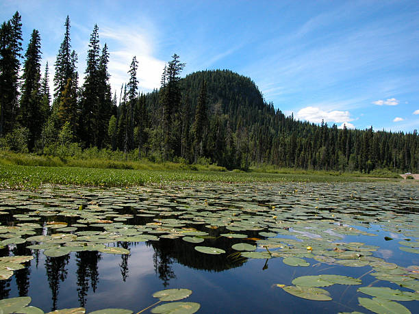 Teapot Mountain Teapot Mountain is an old volcanic plug, located 50 KMs north of Prince George BC. It has a good hiking trail to the top. prince george photos stock pictures, royalty-free photos & images