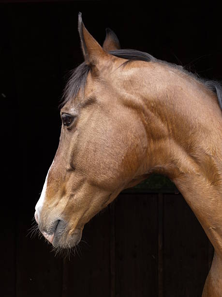 profile of a horse with deep black background stock photo