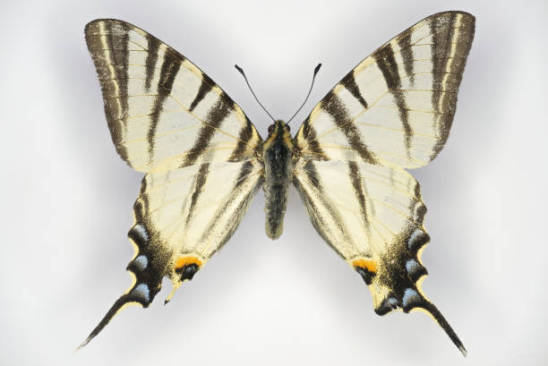 希少なアゲハチョウ、イフィクリデス・ポダリリウス(パピリオン科)、蝶。 - scarce swallowtail ストックフォトと画像