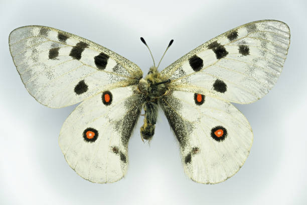 istock Parnassius apollo or mountain Apollo (family Papilionidae), a butterfly. 1460595339