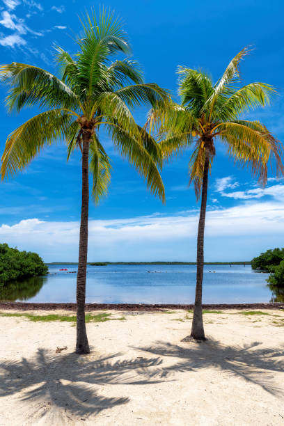istock Palm trees in sunny beach in tropical island 1460596644